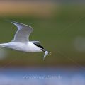 Brandseeschwalbe (Sterna sandvicensis)