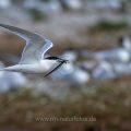 Brandseeschwalbe (Sterna sandvicensis)