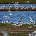 Brandseeschwalben (Sterna sandvicensis)