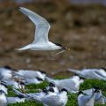 Brandseeschwalben (Sterna sandvicensis)