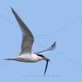 Brandseeschwalbe (Sterna sandvicensis)