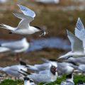 Brandseeschwalben (Sterna sandvicensis)