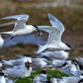 Brandseeschwalben (Sterna sandvicensis)
