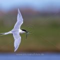 Brandseeschwalbe (Sterna sandvicensis)