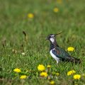 Kiebitz (Vanellus vanellus)