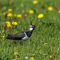 Kiebitz (Vanellus vanellus)