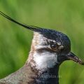 Kiebitz (Vanellus vanellus)