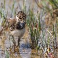 Kiebitz (Vanellus vanellus) Jungvogel