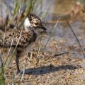 Kiebitz (Vanellus vanellus) Jungvogel