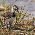 Kiebitz (Vanellus vanellus) Jungvogel