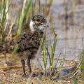 Kiebitz (Vanellus vanellus) Jungvogel