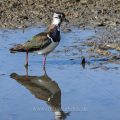 Kiebitz (Vanellus vanellus)