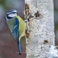 Blaumeise (Cyanistes caeruleus)