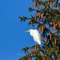 Silberreiher (Casmerodius albus)