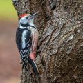 Mittelspecht (Leiopicus medius)