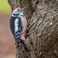 Mittelspecht (Leiopicus medius)