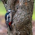 Buntspecht (Dendrocopos major) Weibchen