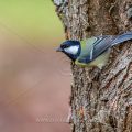 Kohlmeise (parus major)