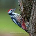 Mittelspecht (Leiopicus medius)