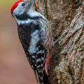 Mittelspecht (Leiopicus medius)