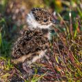 Junger Kiebitz (Vanellus vanellus)