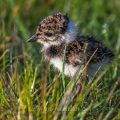 Junger Kiebitz (Vanellus vanellus)