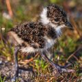 Junger Kiebitz (Vanellus vanellus)