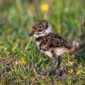 Junger Kiebitz (Vanellus vanellus)