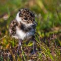 Junger Kiebitz (Vanellus vanellus)