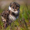 Junger Kiebitz (Vanellus vanellus)