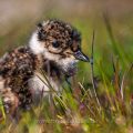Junger Kiebitz (Vanellus vanellus)