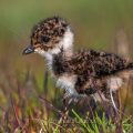 Junger Kiebitz (Vanellus vanellus)