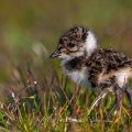 Junger Kiebitz (Vanellus vanellus)