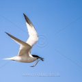 Brandseeschwalbe (Sterna sandvicensis)