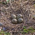 Kiebitz (Vanellus vanellus) Gelege