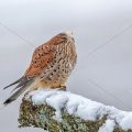 Turmfalke (Falco tinnunculus) Männchen bei der Gefiederpflege