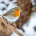 Rotkehlchen (Erithacus rubecula)