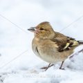 Buchfink (Fringilla coelebs) Weibchen