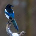Elster (Pica pica)