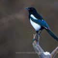 Elster (Pica pica)