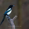 Elster (Pica pica)