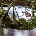 Bergfink (Fringilla montifringilla) Weibchen