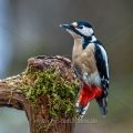 Buntspecht (Dendrocopos major) Weibchen