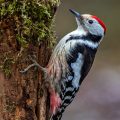 Mittelspecht (Leiopicus medius)