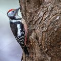 Mittelspecht (Leiopicus medius)