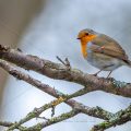 Rotkehlchen (Erithacus rubecula)