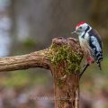 Mittelspecht (Leiopicus medius)