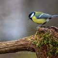 Kohlmeise (parus major)