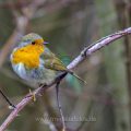 Rotkehlchen (Erithacus rubecula)