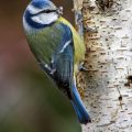 Blaumeise (Cyanistes caeruleus)